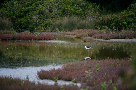 Auckland Water Strategy update shows progress made but more work to be done...