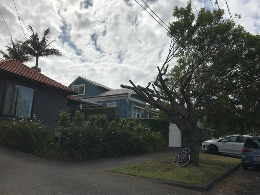 Letter to the Editor - Auckland Council’s response to the brutal trim of a street tree