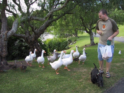 Walk Your Dog Month – Expert warns: Avoid ‘Pack Walking’ for a safer stroll