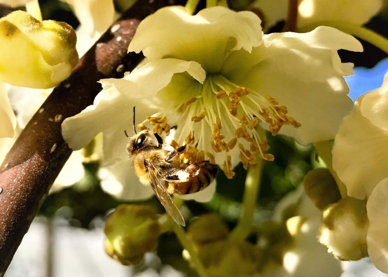 Celebrating the pollination power of honey bees this Bee Aware Month