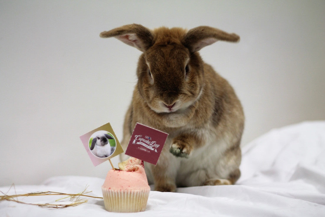 SPCA Cupcake Day