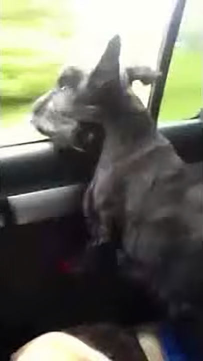 Jack the Scottie - leaning out the car window!