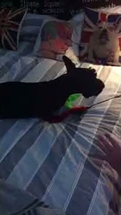 Mr Jack, the Scottie loves to play.