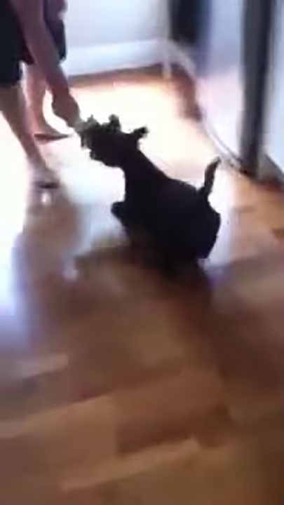 Jack, the scottie just loves to play anytime!