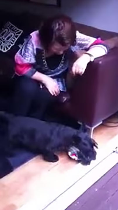 Jack, the scottie opens his christmas pressie - part 1