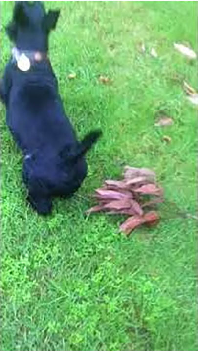 Jack the Scottie being chased