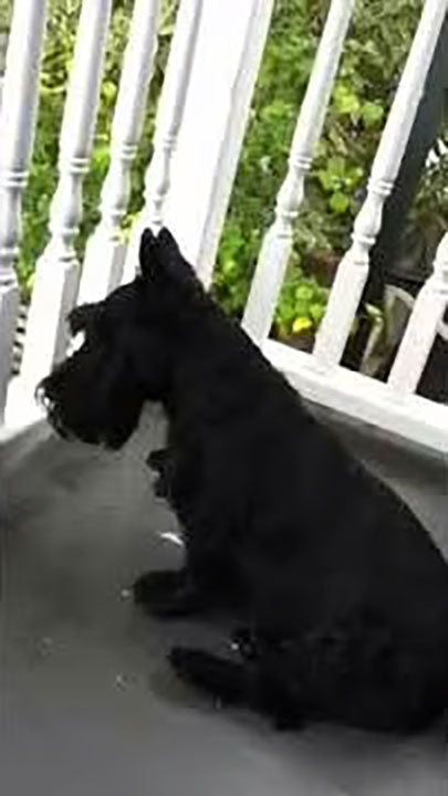 Jack, the Scottie loves watching the street