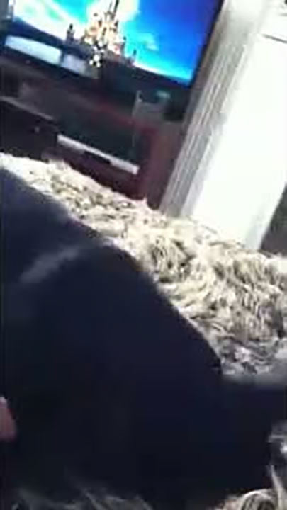 Jack, the Scottie having a play