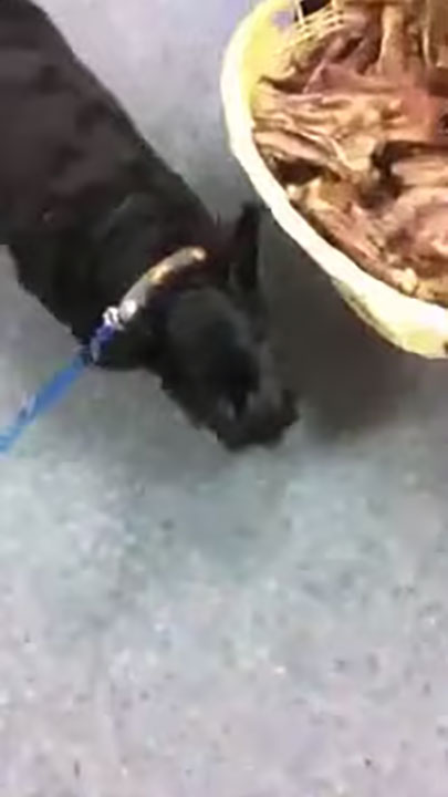 Jack helps himself to a treat at Nose 2 Tail!