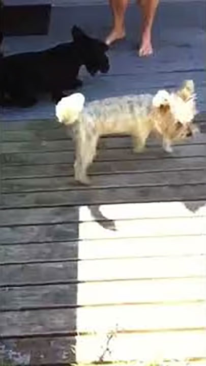 Jack, the scottie has a play with his new mate Teddy.