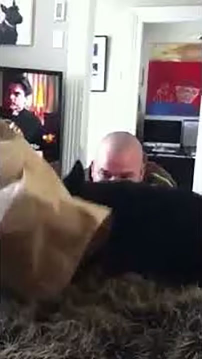 You could get scottie Jack interested in anything - even a paper bag!