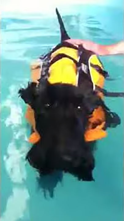 Jack enjoys a swim in the hydrotherapy tank at Nose 2 Tail