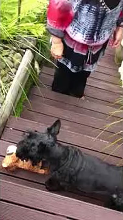 Jack, the scottie opens his christmas pressie - part 2