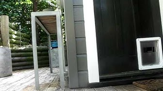 Part 1 - Jack and Tiger, two Scottish Terrier 'Monkeys' love a banana!