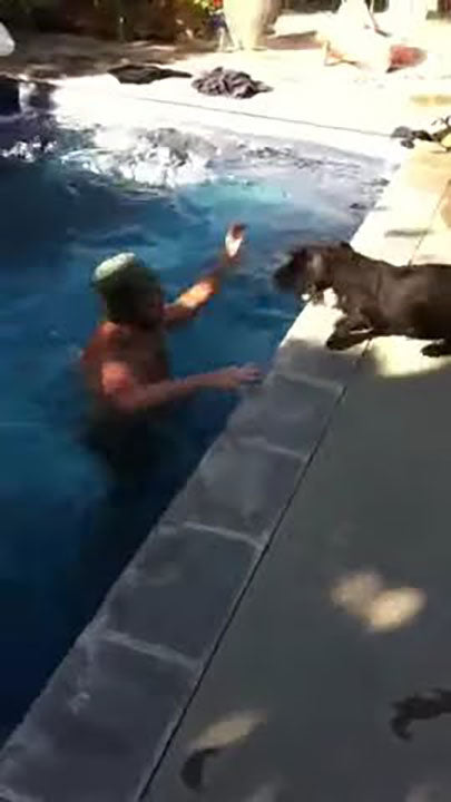 Jack, the scottish terrier enjoying playing at a friend's pool.