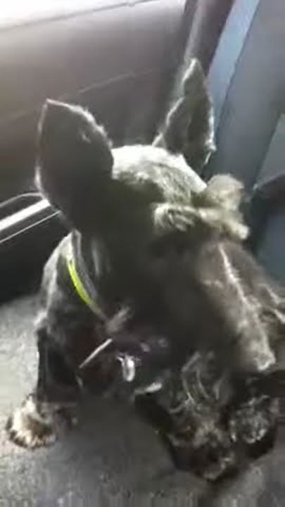 Jack, our Scottie loves his daily walkies ...