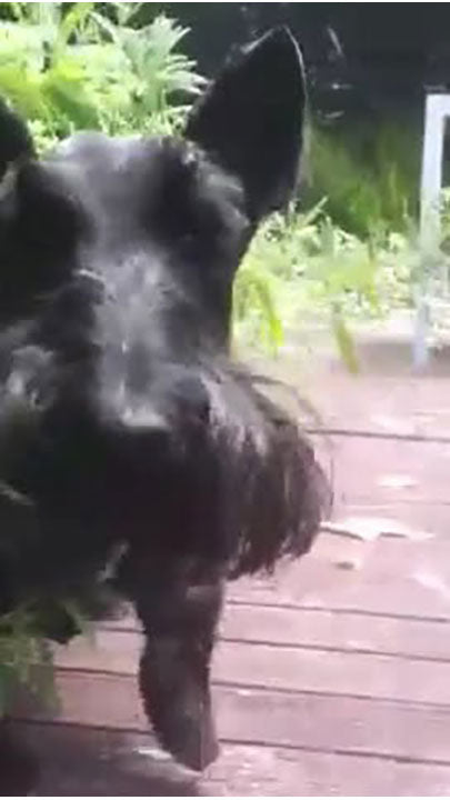 Jack the Scottish Terrier rubbing himself in lavender!