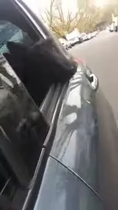 Jack the Scottie - in the car