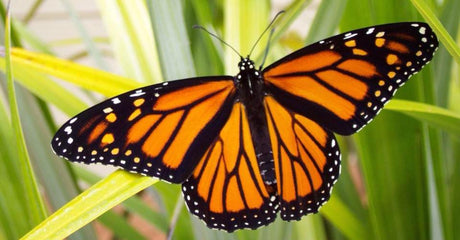 32503791 626289964384503 644201908503838720 n