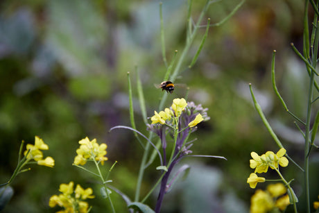 Winter Gardening in Tāmaki Makaurau
