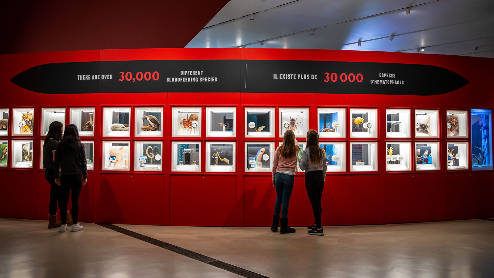 Auckland Museum sinks its teeth into nature’s vampire