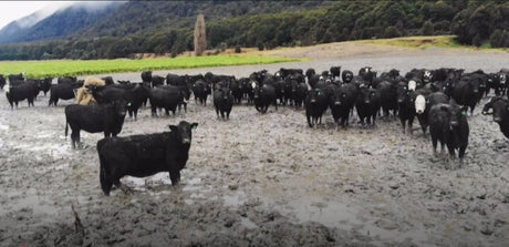 Aotearoa Falls Behind Global Average – Switch to Paleo Could Help