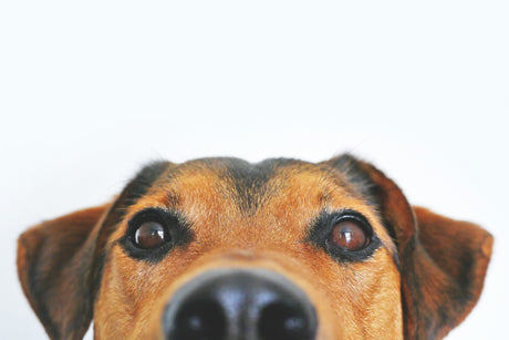 The Five Smells Every Dog Owner Should Never Ignore