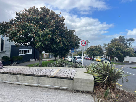 Letter to the Editor: 37 giant Magnolia Grandiflora trees