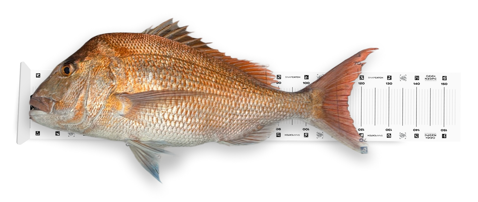 SnapCatch Fishing Competition launches today