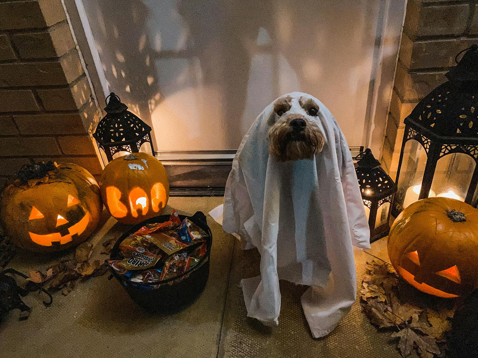 Halloween hazards: tips to keep your pets out of trouble