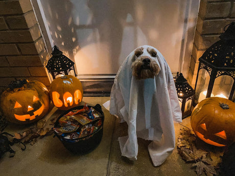 Halloween hazards: tips to keep your pets out of trouble