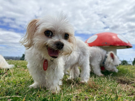 PD Insurance recognises pet loss with new bereavement leave policy