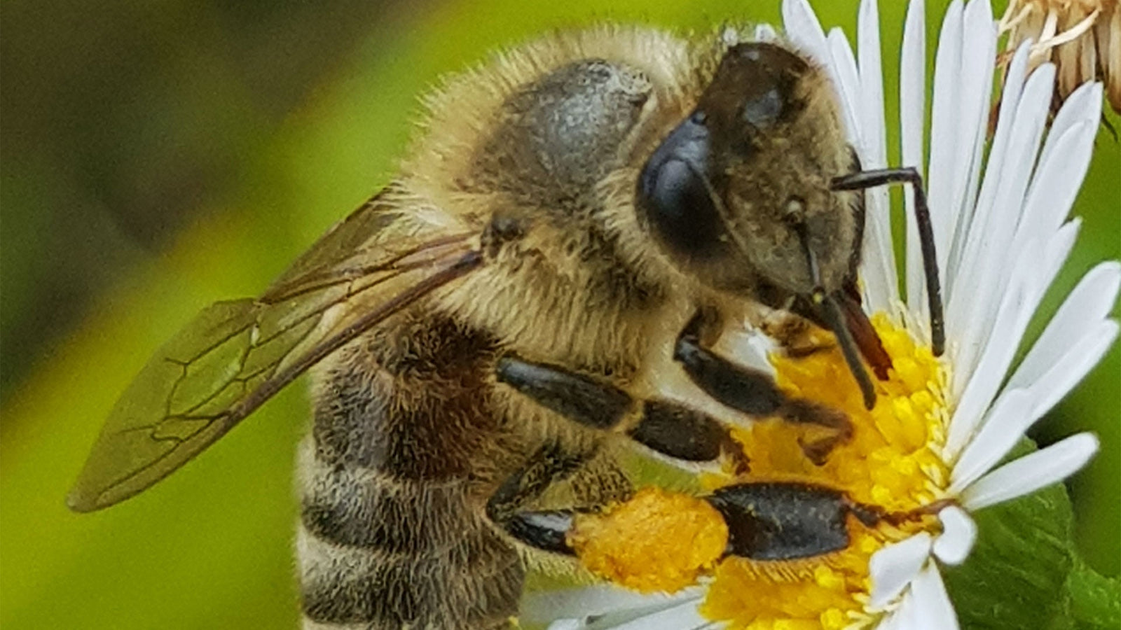Support our hardworking honey bees this September