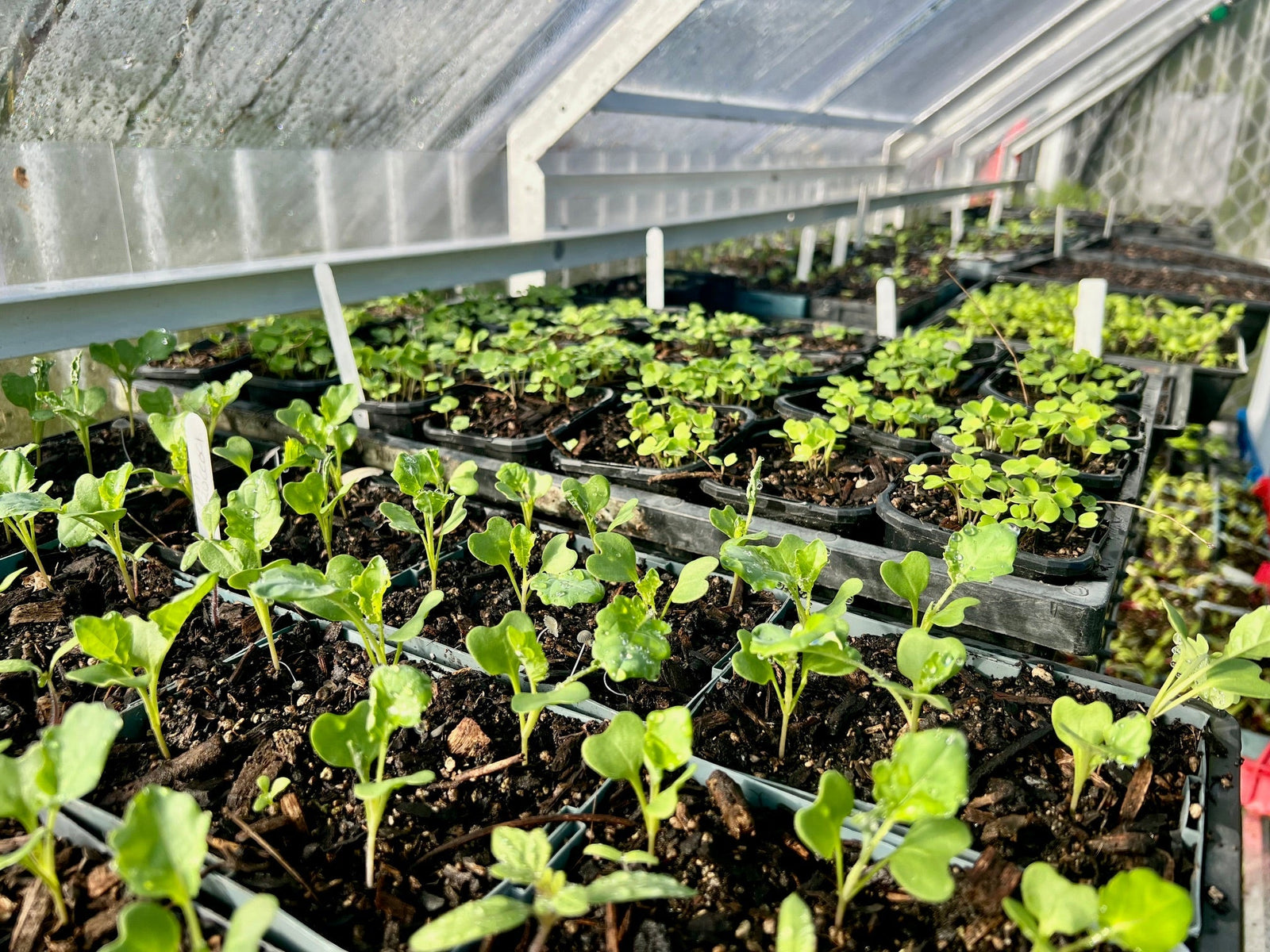 Kelmarna Farm autumn/winter news