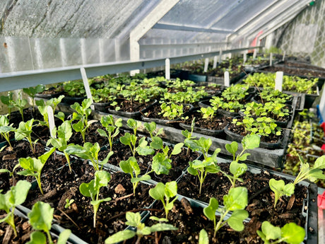 Kelmarna Farm autumn/winter news