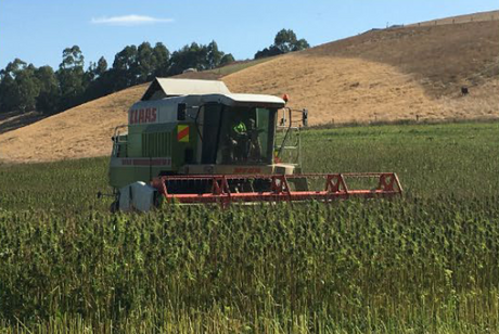 For the First Time in 100 Years, Everyday Kiwis Can Grow Industrial Hemp