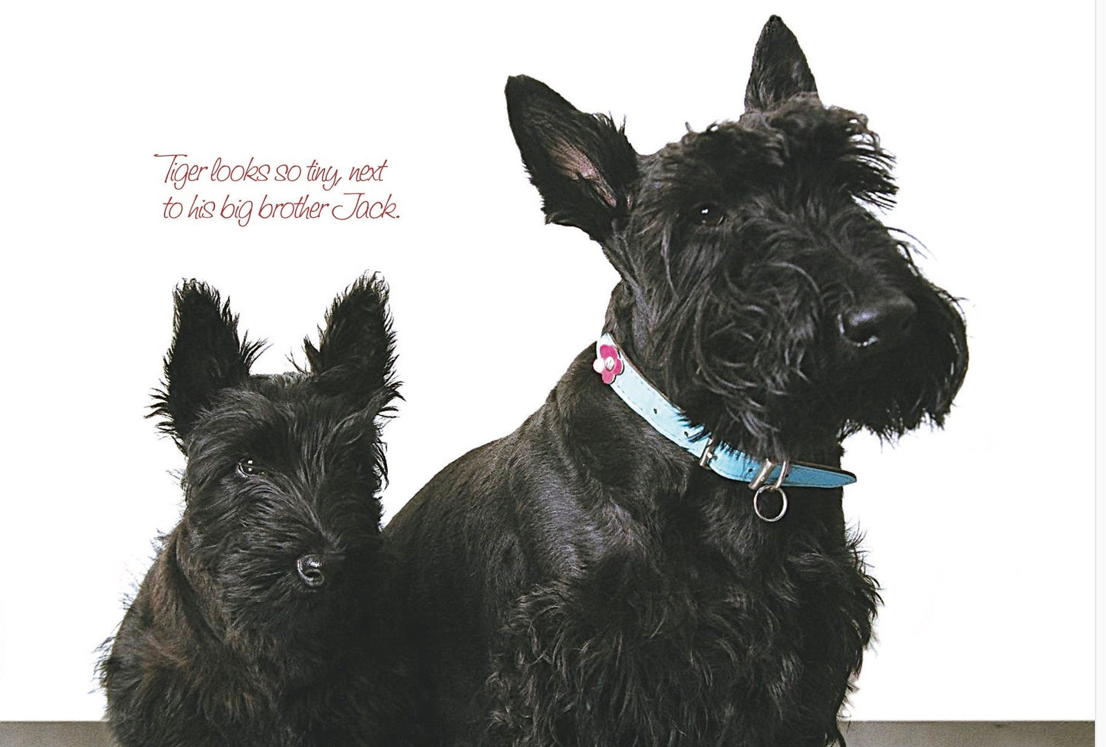 Human-pet bond survey results: How companion animals shape our world