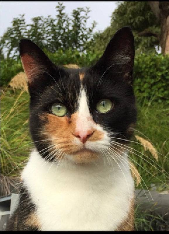 Top tips for healthy pets in winter