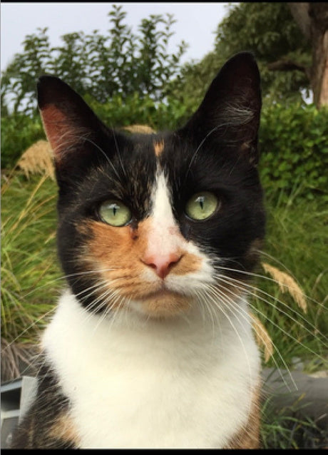 Top tips for healthy pets in winter