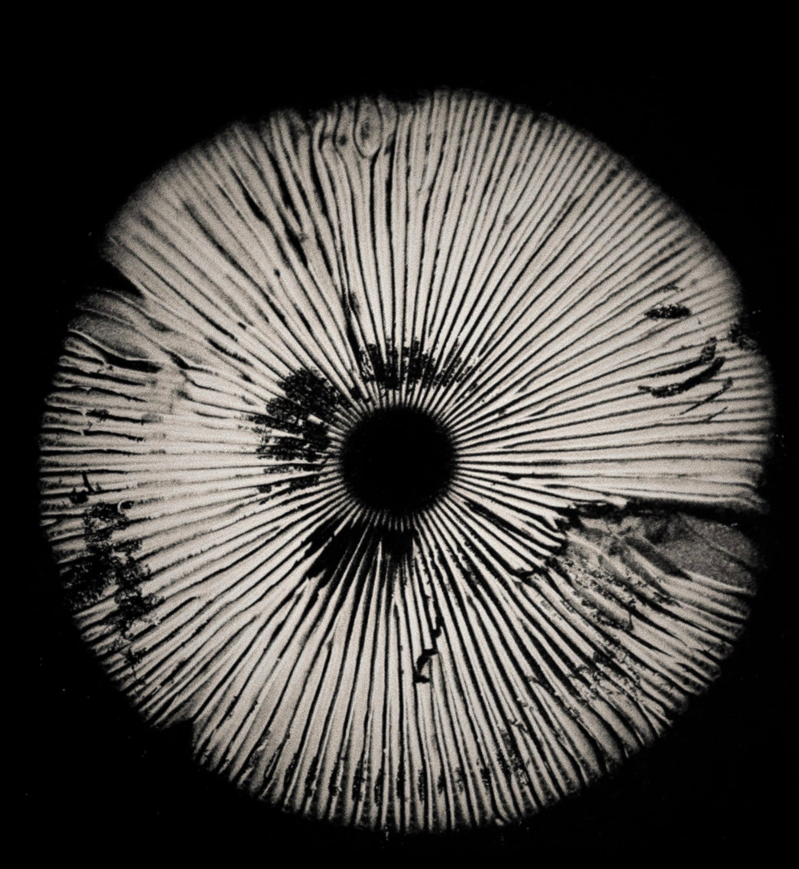 Auckland Mushroom Festival 2026