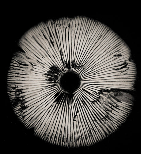 Auckland Mushroom Festival 2026