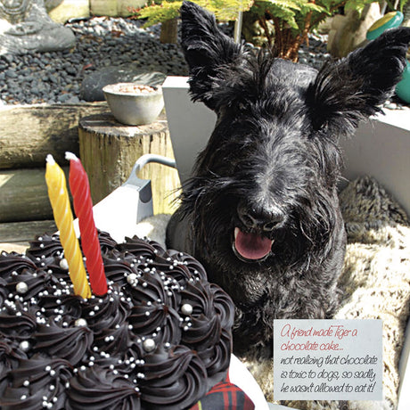 Sweet treats, costly consequences: Easter rise in chocolate ingestion claims...