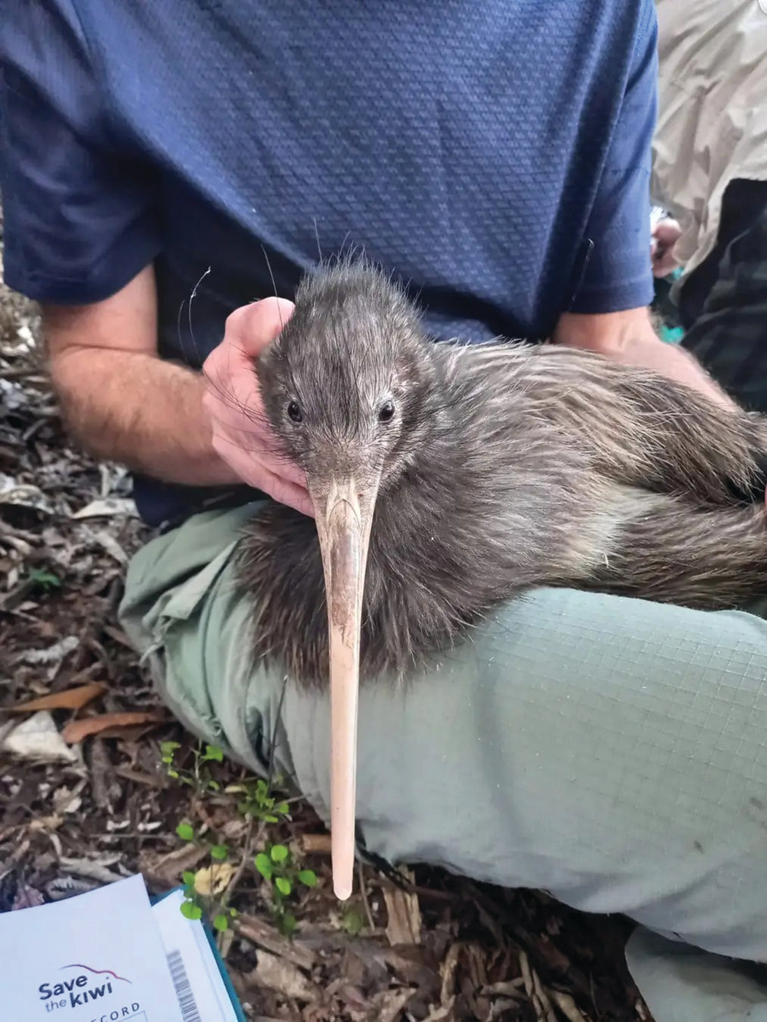 Mike Lee: Kiwi released on Waiheke – the return of our national bird