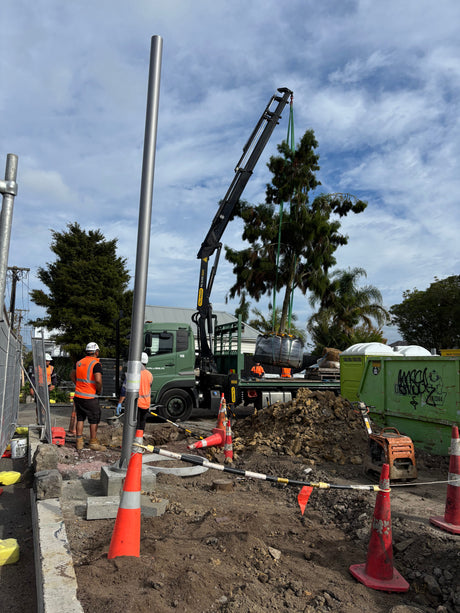 Te Rimutahi - July 2026 update. Rimu tree.