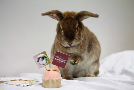 SPCA Cupcake Day