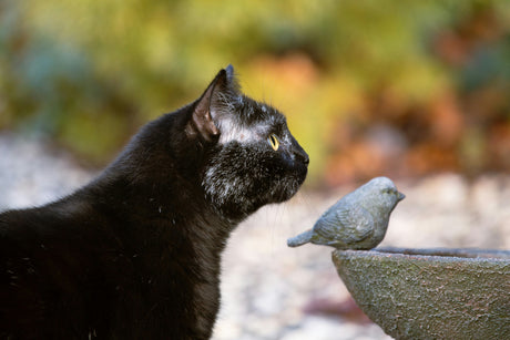 Bird Flu Is Here