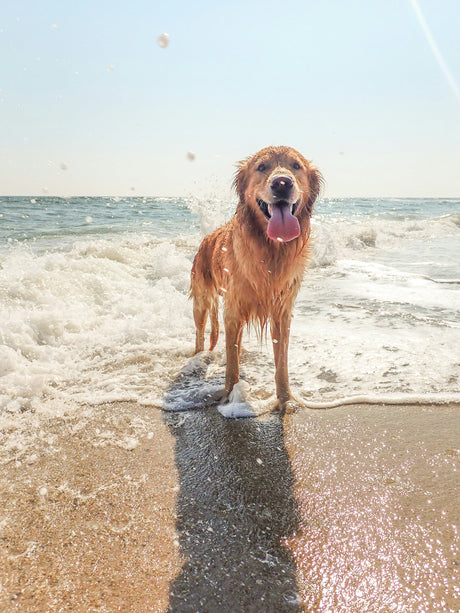 Beach & Water Safety for Dogs