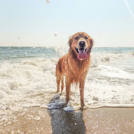 Beach: Water Safety for Dogs