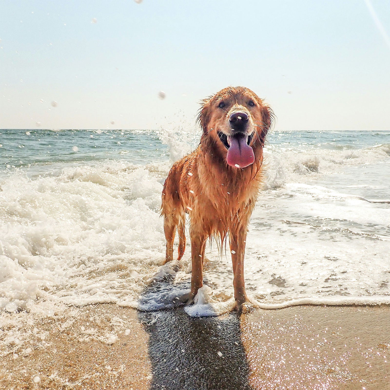 Beach & Water Safety for Dogs