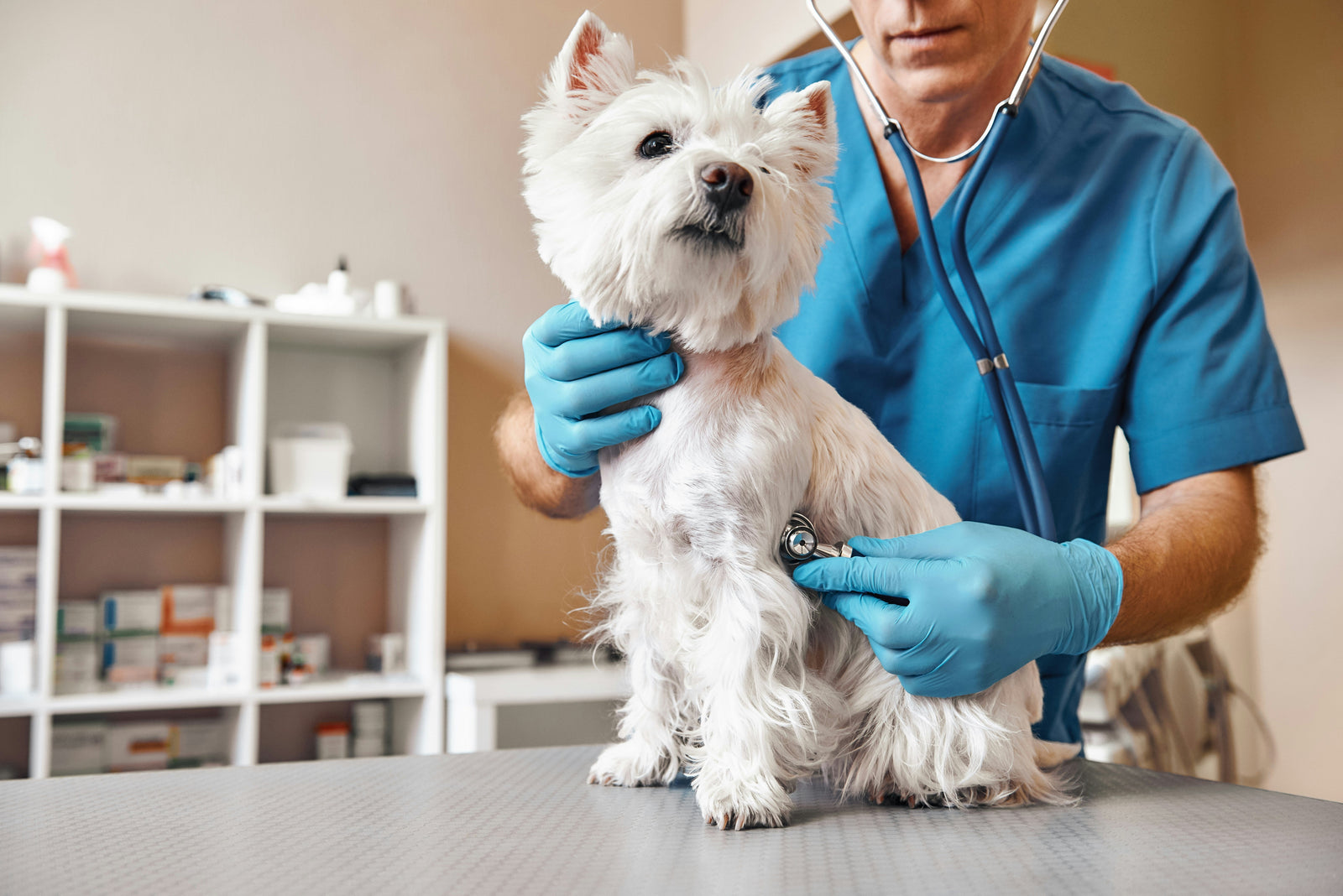 Cost of Living Crunch Leaving Pet Owners Exposed to Unexpected Vet Bill Pressure